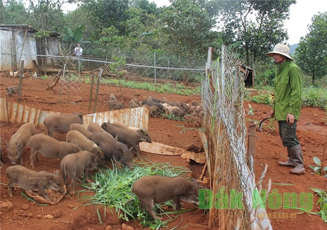 Điểm sáng mô hình trang trại chăn nuôi lợn rừng  Chiến lược quy hoạch kế  hoạch  Liên minh Hợp tác xã