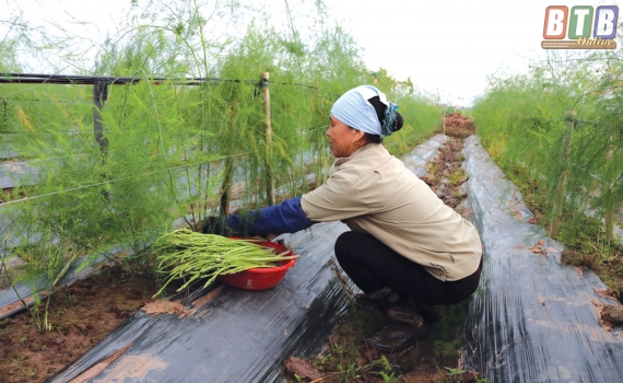 Hiệu quả không ngờ từ việc trồng măng tây trên đất ruộng khan ở Phú Thọ