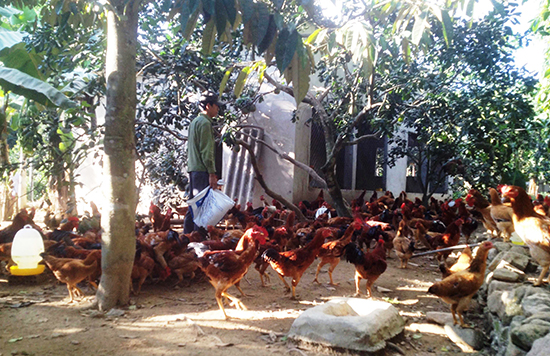 Cả làng nuôi gà ta thả vườn, sau 3 tháng, cứ 100 con lãi 6-7 triệu