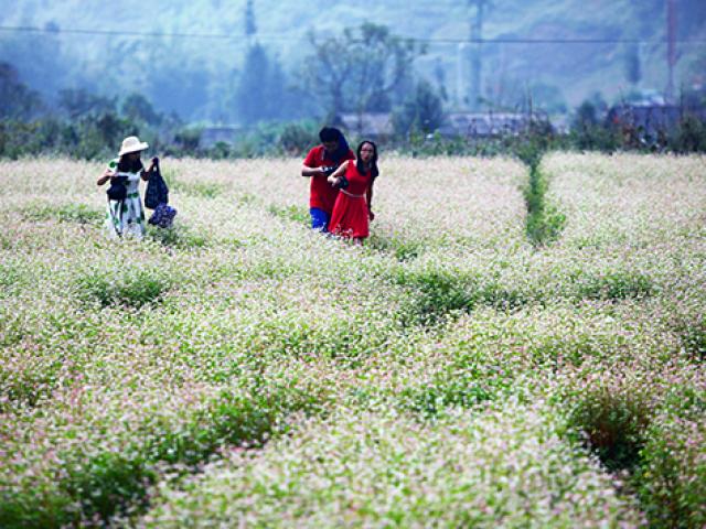 Kinh nghiệm bỏ túi cho dân phượt Hà Giang mùa hoa tam giác mạch