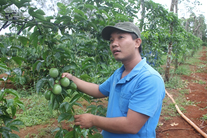 Ngoài tiêu và cà phê anh Trì còn làm thêm 1.500 gốc chanh dây