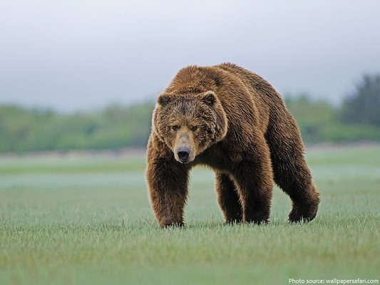 Hãy ghé thăm bức ảnh này để nhìn thấy một chú gấu đen to lớn tuyệt đẹp, một vật nuôi tuyệt vời cho những ai yêu thích động vật hoang dã.