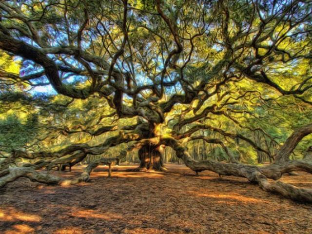 Sức sống mãnh liệt của cây sồi ”thiên thần” 450 tuổi ở Mỹ