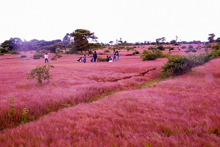 Endless long pink meadows in the pine forests of Glar 