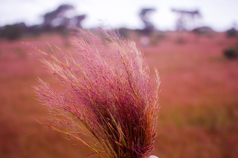 Rose grass is a foxtail grass that grows in clusters and has a strong vitality