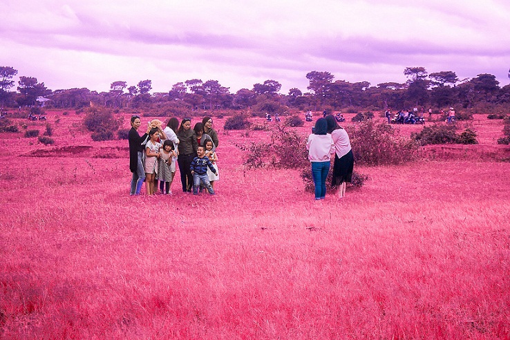 rose grass hill