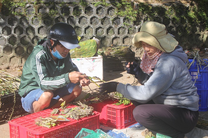 Một khách hàng đang tìm gốc lan quý ( lan Giả Hạc)