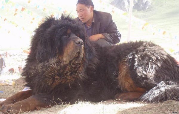 Thần khuyển là giống chó giàu năng lượng, trí tuệ và lòng trung thành. Xem hình ảnh của thần khuyển để hiểu thêm về ekip phối giống đến tầm này đã phối giống họ thế nào để tạo ra một giống chó tuyệt vời như thế.