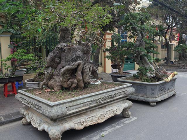 ”Kỳ hoa dị thảo” dồn dập đổ về Hà Nội, dân chơi cây cảnh phát sốt