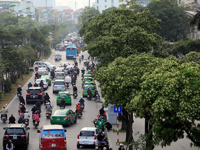 Sống giữa khu phố nồng nàn mùi hoa sữa, người Hà Nội yêu hay ghét?