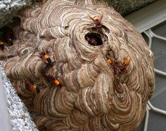 Ong vò vẽ: Có một thế giới kì diệu của những chú ong vò vẽ chờ bạn khám phá. Họ tạo nên những mảng màu sắc tuyệt đẹp trong tổ ong của mình, mang lại một diện mạo mới lạ cho nơi đây. Hãy cùng tìm hiểu và suy ngẫm về sức mạnh của tự nhiên và sự đa dạng của cuộc sống.