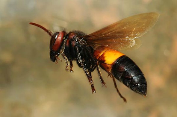 Ong vò vẽ độc: Hãy tìm hiểu về những chú ong vò vẽ độc có trong hình ảnh này! Những chú ong độc này có màu sắc độc đáo và hoạt động đầy mạnh bạo để bảo vệ tổ của mình. Chúng có vai trò quan trọng trong việc giữ gìn đa dạng sinh học.