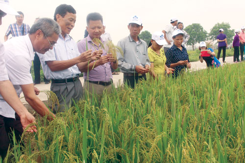 Liên kết bốn nhà sản xuất ngô công nghệ mới tại Thanh Hoá
