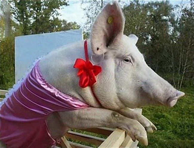 Hình ảnh Cô Gái Mặc đồ Con Heo Hoạt Hình Hàn Quốc Thiết Kế Phục Trang PNG ,  Con Lợn, Phim Hoạt Hình Con Lợn, Lợn Con Gái PNG miễn phí tải
