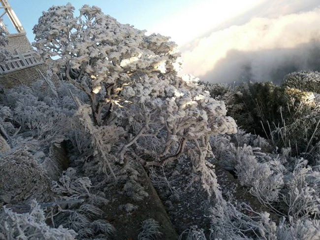 bang tuyet phu trang fansipan, du khach ngo nhu lac vao mua dong chau au hinh anh 2