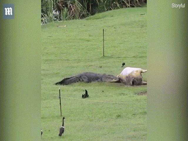 Úc: Cá sấu khổng lồ ”hồn nhiên” ăn một con bò trong vườn