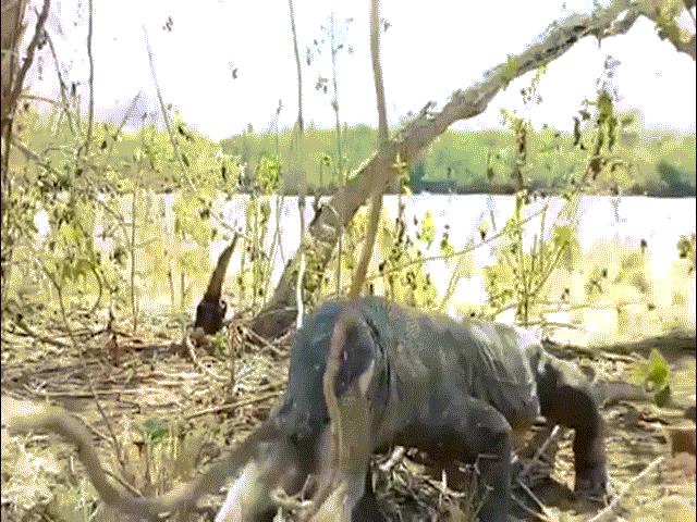 Video: Thằn lằn ”quái vật” khổng lồ nuốt chửng khỉ trong tích tắc