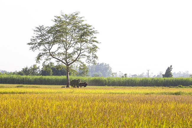 anh: khung canh ngay mua vang ruc o xu nghe hinh anh 1