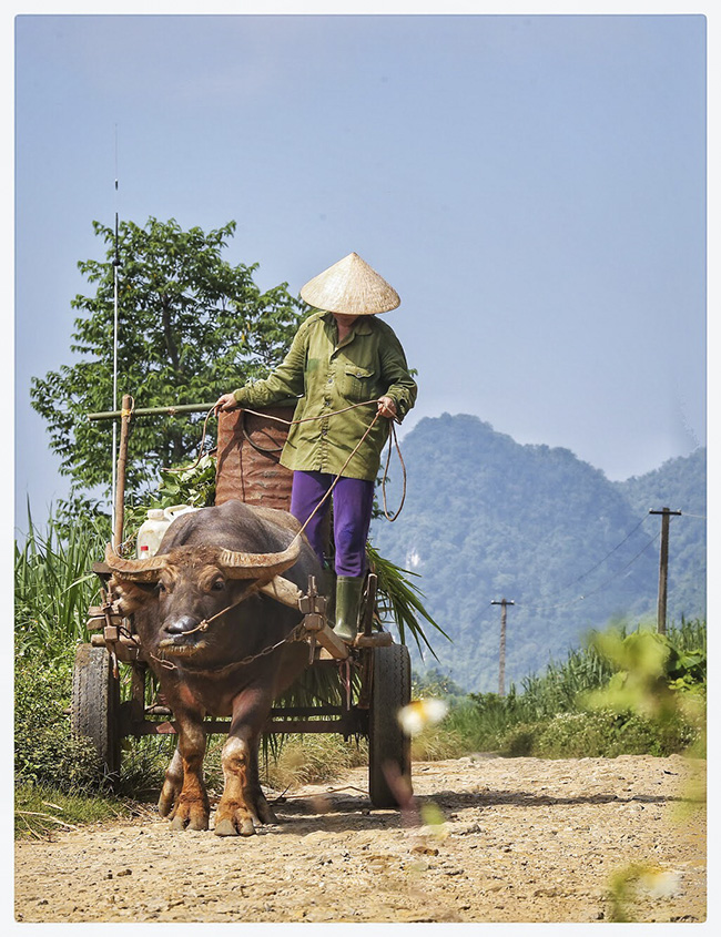 anh: khung canh ngay mua vang ruc o xu nghe hinh anh 4