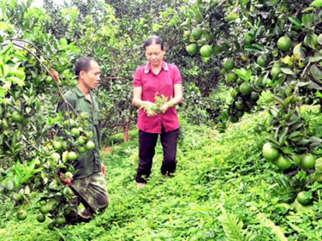 Chuyện lạ ở Tuyên Quang: Đem cỏ dại trồng kín vườn cam