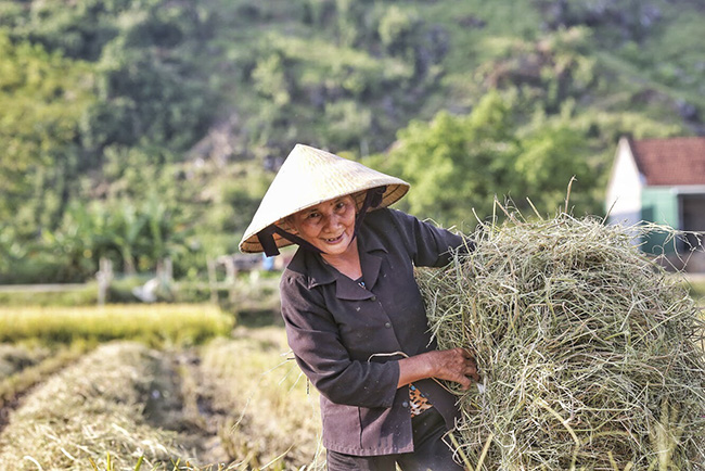 anh: khung canh ngay mua vang ruc o xu nghe hinh anh 10