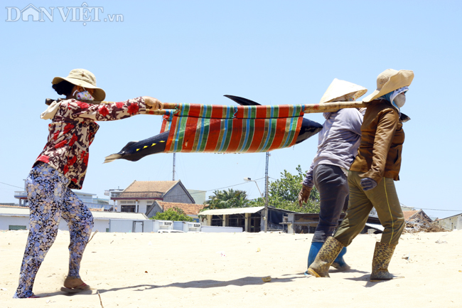 anh: thu phu ca ngu dai duong tai phu yen hinh anh 9