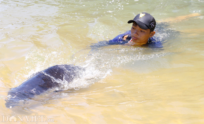 anh: thu phu ca ngu dai duong tai phu yen hinh anh 3