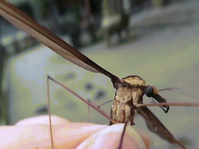 Ghê rợn loài muỗi khổng lồ với sải cánh bằng bàn tay người lớn