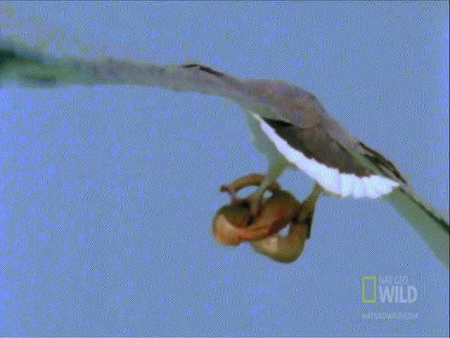 Video: Cuộc chiến tàn khốc giữa chim đại bàng và rắn cực độc