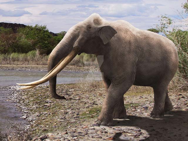 Phát hiện hóa thạch của loài thú khổng lồ như voi có răng dài như kiếm