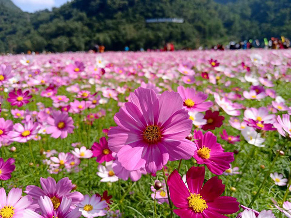 Thung lũng hoa: Khám phá thung lũng hoa đầy màu sắc tại địa phương của bạn. Với vô vàn các loại hoa nở rộ trong không gian rộng lớn, bạn sẽ có cơ hội tìm thấy được niềm vui, bình yên và sự thư giãn ngay khi bước chân vào đó.