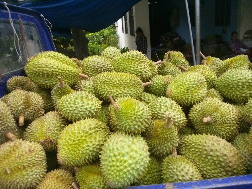 durian