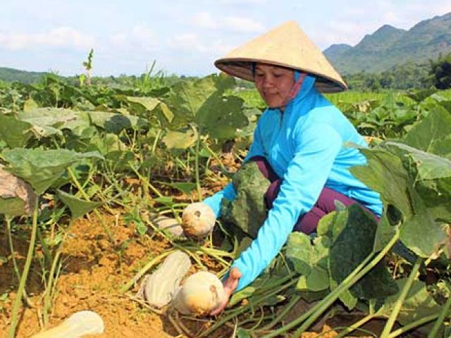 Trồng bí đỏ nhanh thu hoạch, ít phải lo đầu ra với bí kíp này