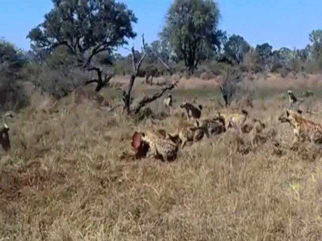 Sư tử đấu bầy linh cẩu: Cuộc chiến không khoan nhượng giành thức ăn