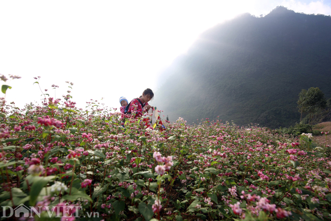 anh: me man nhung doi hoa tam giac mach o ha giang hinh anh 3