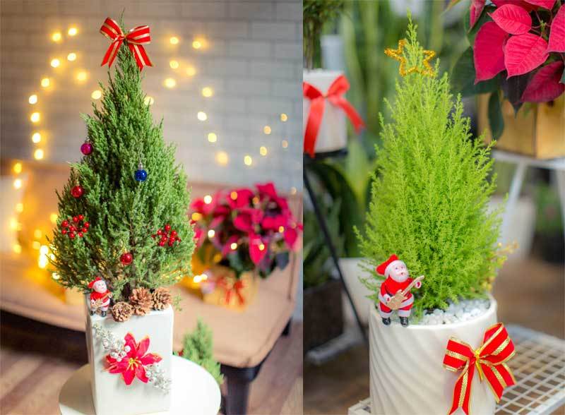 Cây thông Noel luôn là biểu tượng của mùa lễ hội và chào đón năm mới. Với những mẫu cây đầy màu sắc và thiết kế tinh tế, chúng sẽ mang đến không gian lễ hội tuyệt vời và tạo nên niềm vui cho gia đình và bạn bè.