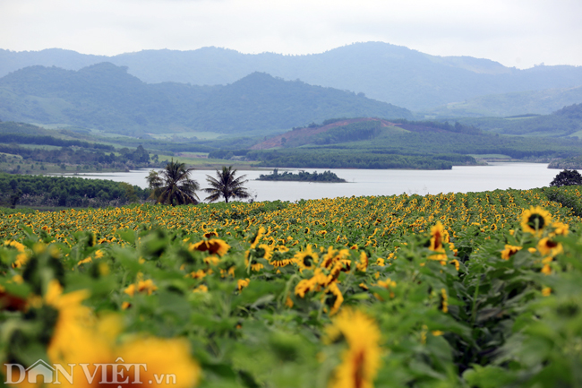 Ảnh: Cánh đồng hoa hướng dương đẹp nhất Việt Nam bắt đầu nở rộ