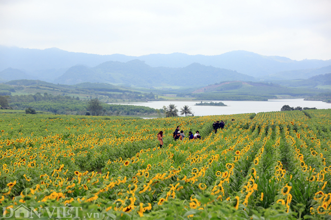 anh: canh dong hoa huong duong dep nhat viet nam bat dau no ro hinh anh 5