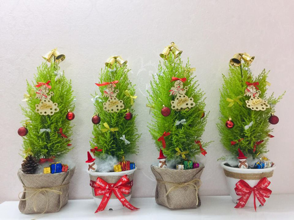 Loại cây có mùi thơm, giá rẻ hơn hoa đang hút khách mùa Noel