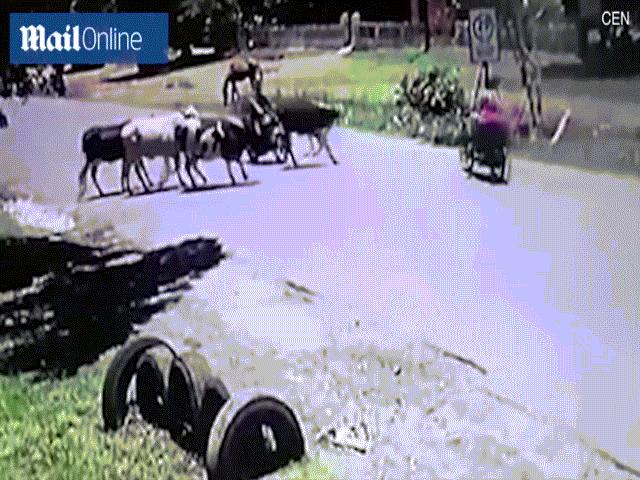 Video: Đang lái xe máy, bị bò lao tới tung cú kungfu ngã bay xuống đường