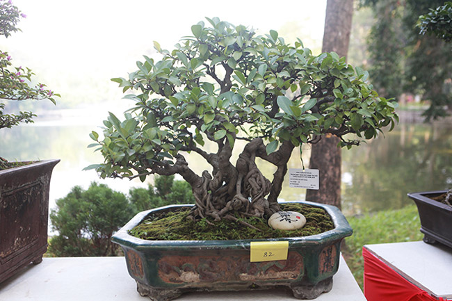 dan cay bonsai 