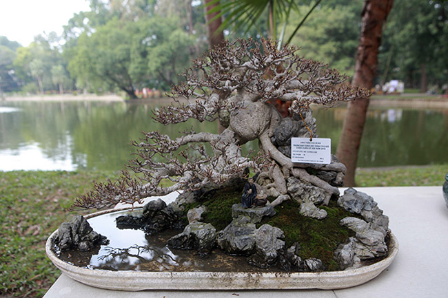 dan cay bonsai 