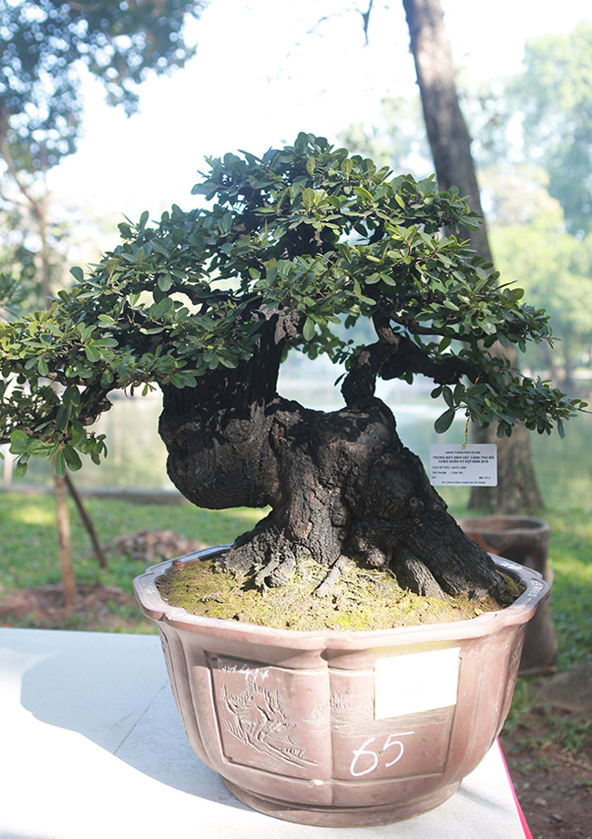 dan cay bonsai 