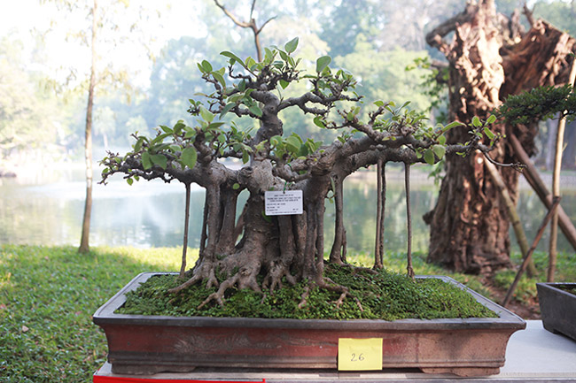 dan cay bonsai 