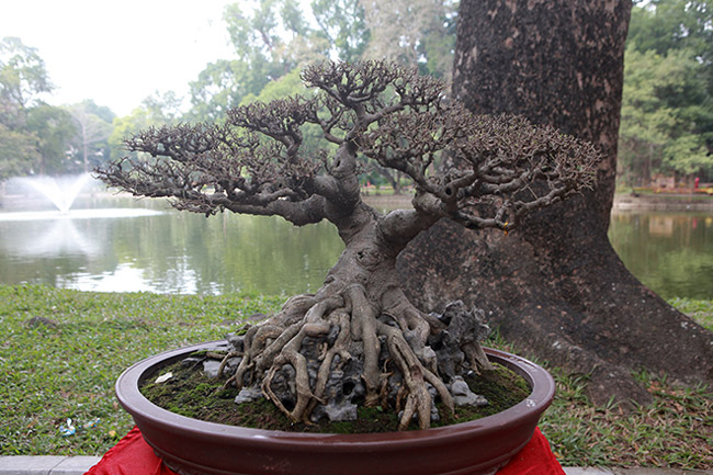 dan cay bonsai 