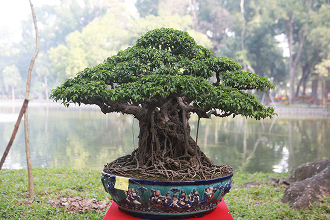 dan cay bonsai 