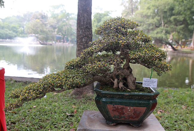 dan cay bonsai 