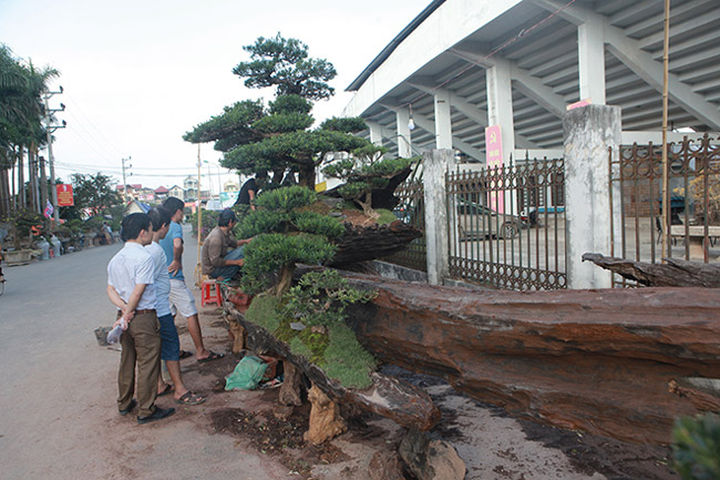 chiem nguong doi tung tren than go 1000 nam tuoi o ha noi hinh anh 11