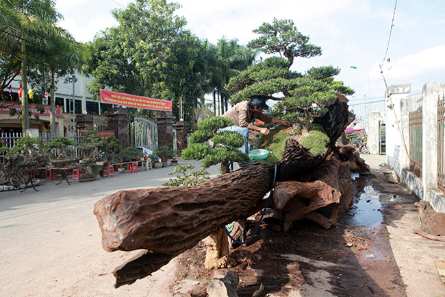 chiem nguong doi tung tren than go 1000 nam tuoi o ha noi hinh anh 2