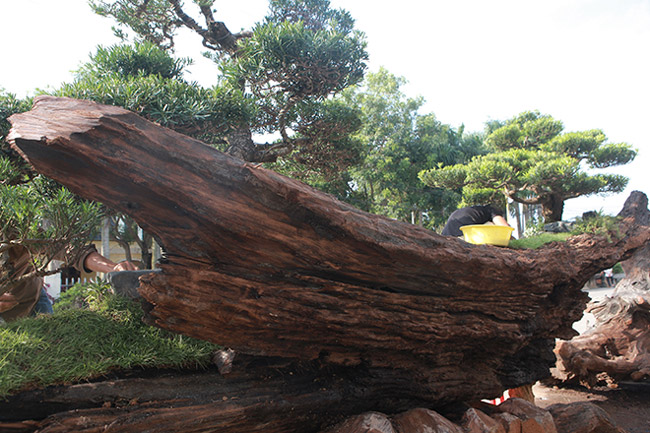 chiem nguong doi tung tren than go 1000 nam tuoi o ha noi hinh anh 3